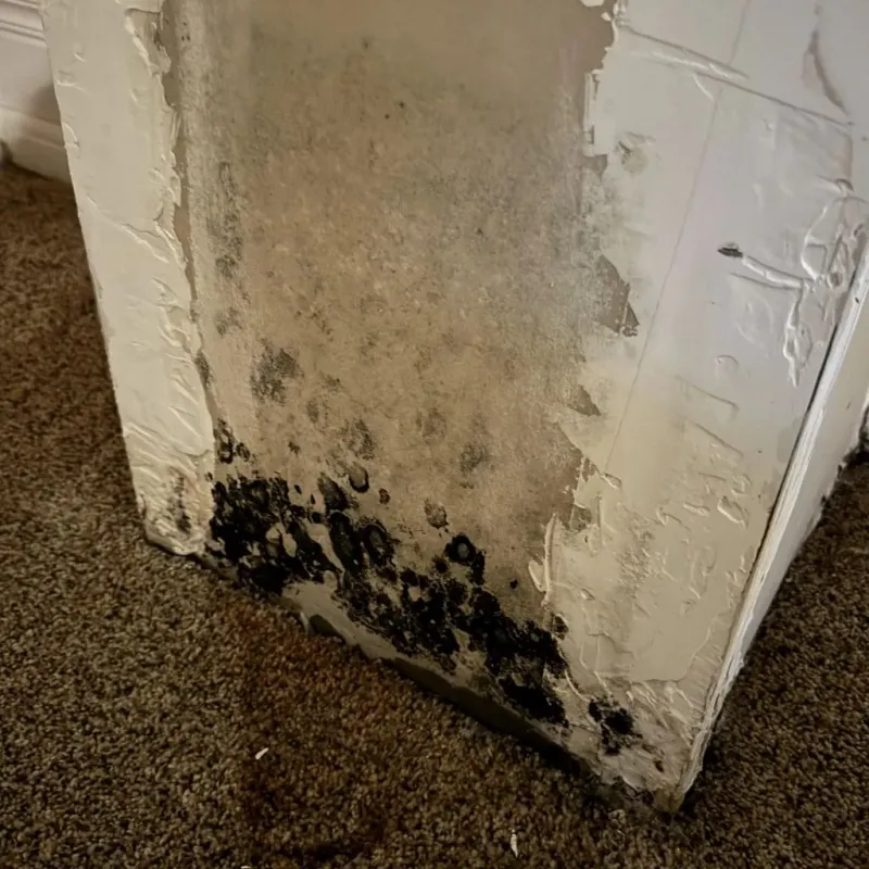 Professional Mold Removal in Grant County, NE